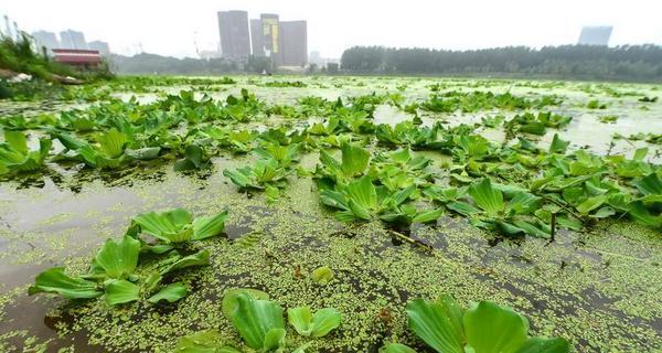 探险游戏《挨饿荒野》中大型水葫芦的神奇作用（探索未知世界的必备利器）  第1张