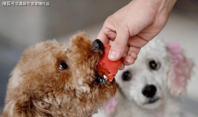 如何捕捉缺氧小动物——一款有趣的游戏玩法（探索生物的生存之道，助力自然保护）  第2张